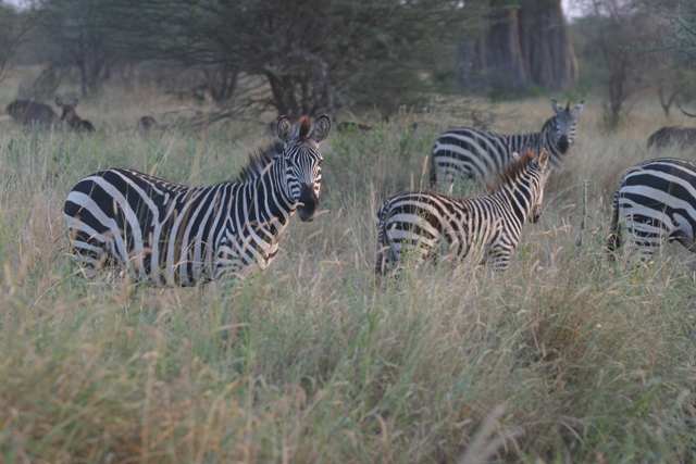 foto tanzania 2006